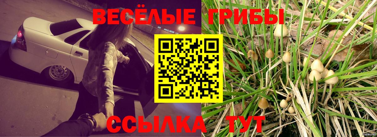 Псилоцибиновые грибы Psilocybine cubensis  купить наркотики цена  Сланцы  Псилоцибиновые грибы GOLDEN TEACHER  Вход с VPN 